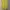 ZARA Streetwear Summer Dress Wanita Yellow