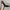 Steve Madden Luxury Casual Heels Wanita black photo 3