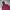 Converse Streetwear Skater Hoody Pria burgundy photo 2