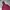 Converse Streetwear Skater Hoody Pria Burgundy
