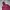 Converse Streetwear Skater Hoody Pria burgundy photo 3