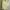 Fairy Coquette Cami top Wanita white yellow photo 1