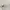 Stussy Streetwear Sportswear Hat Wanita white black photo 2