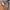 VANS Luxury Minimalist Boxer Pria multicolor photo 7