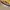 National Geographic Casual Sweatshirt Pria tan photo 5