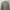 National Geographic Casual Sweatshirt Pria tan photo 2