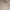 National Geographic Casual Sweatshirt Pria tan photo 6