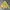 Vintage Parka Pria yellow photo 2