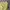 Vintage Parka Pria yellow photo 1