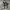 Converse Casual Sneakers Pria white black photo 4