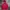 GAP Streetwear Casual Hoody Pria red photo 2