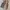 Casual Vest Pria tan gray photo 5