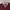 Burberry Luxury Casual Polo shirt Pria burgundy photo 3