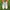 Adidas Streetwear Sneakers Pria white photo 1