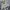 Dickies Streetwear Windbreaker Pria cream photo 1