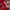 Casual Pria red photo 4