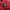 New Era Streetwear Sportswear Track jacket Pria red photo 7