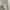 Tommy Hilfiger Casual Brief Pria Tan Cream