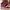 Nike Streetwear Skater Sneakers Pria white red photo 5