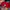 New Era Skater Hat Pria red photo 2