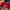 New Era Skater Hat Pria Red