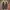 Adidas Streetwear Casual Sneakers Pria cream photo 2