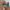 Adidas Streetwear Sneakers Wanita white green photo 2