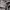 ZARA Minimalist Evening dress Wanita black photo 3