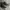 Converse Streetwear Skater Sneakers Pria brown photo 1