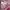Le Coq Sportif Luxury Harrington jacket Wanita pink photo 7