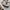 Polo Ralph Lauren Streetwear Casual Harrington jacket Pria khaki cream photo 4