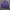 Casual Puffer Jacket Pria Purple Blue