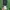 Urban Outfitters Casual Parka Pria green photo 5