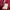 Lacoste Streetwear Y2K Harrington jacket Pria red photo 3