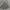 Y2K Skater Formal Shirt Pria Gray