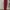 Dickies Casual Jeans Pria burgundy photo 1