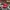 Disney Casual Hat Pria red photo 1