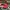 Disney Casual Hat Pria Red
