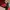 Disney Casual Hat Pria red photo 7