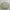 Burberry Luxury Harrington jacket Pria tan photo 4