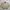 Burberry Luxury Harrington jacket Pria tan photo 1