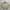 Burberry Luxury Harrington Jacket Pria Tan