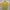 Uniqlo Casual T-shirt Pria yellow photo 1