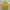Uniqlo Casual T-shirt Pria Yellow