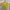 Uniqlo Casual T-shirt Pria yellow photo 2