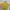 Uniqlo Casual T-shirt Pria Yellow