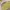 Lowrys Farm Coquette Minimalist Sweatshirt Wanita yellow photo 3
