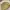 Lowrys Farm Coquette Minimalist Sweatshirt Wanita yellow photo 5