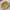 Lowrys Farm Coquette Minimalist Sweatshirt Wanita yellow photo 6