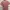 Uniqlo Minimalist Casual Polo Shirt Pria Pink